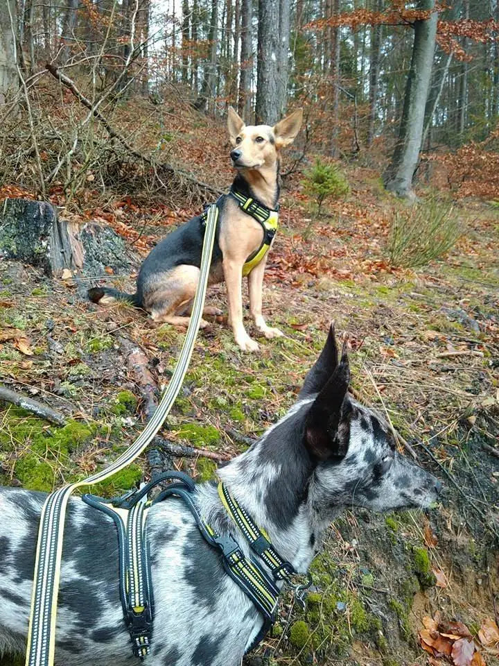 Winhyepet Dog Leash with Padded Handle .
Training,  Durable 200cm Luxury  for Small ,Medium , Large Dogs