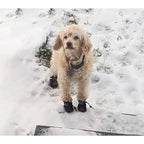 4Pcs Waterproof Dog Boots for Small Dogs - 
Non-slip Sole, Adjustable Drawstring, Soft Breathable Pet Shoes for Puppies