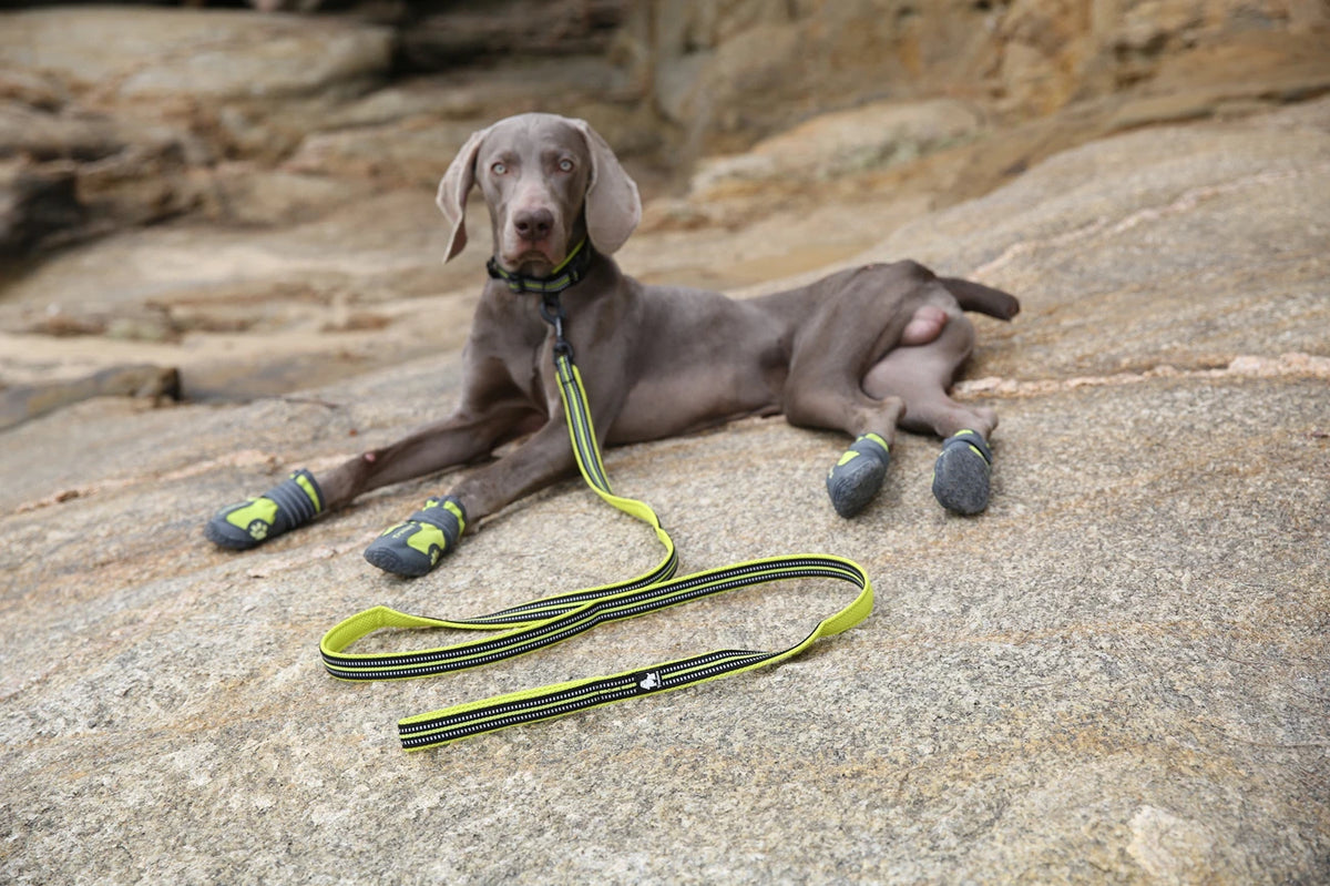 Winhyepet Dog Leash with Padded Handle .
Training,  Durable 200cm Luxury  for Small ,Medium , Large Dogs