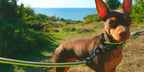 Winhyepet Dog Leash with Padded Handle .
Training,  Durable 200cm Luxury  for Small ,Medium , Large Dogs
